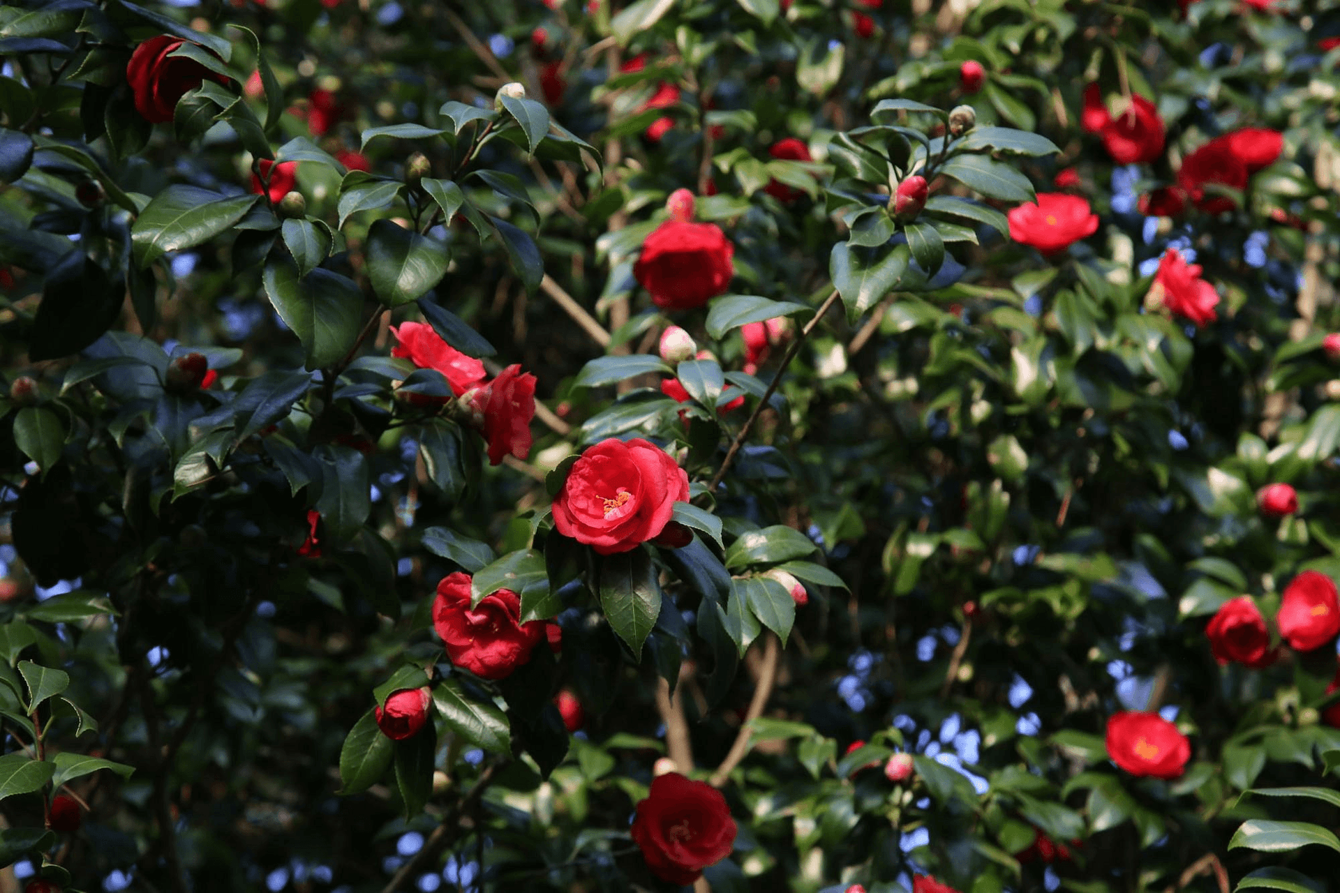 камелия4.png