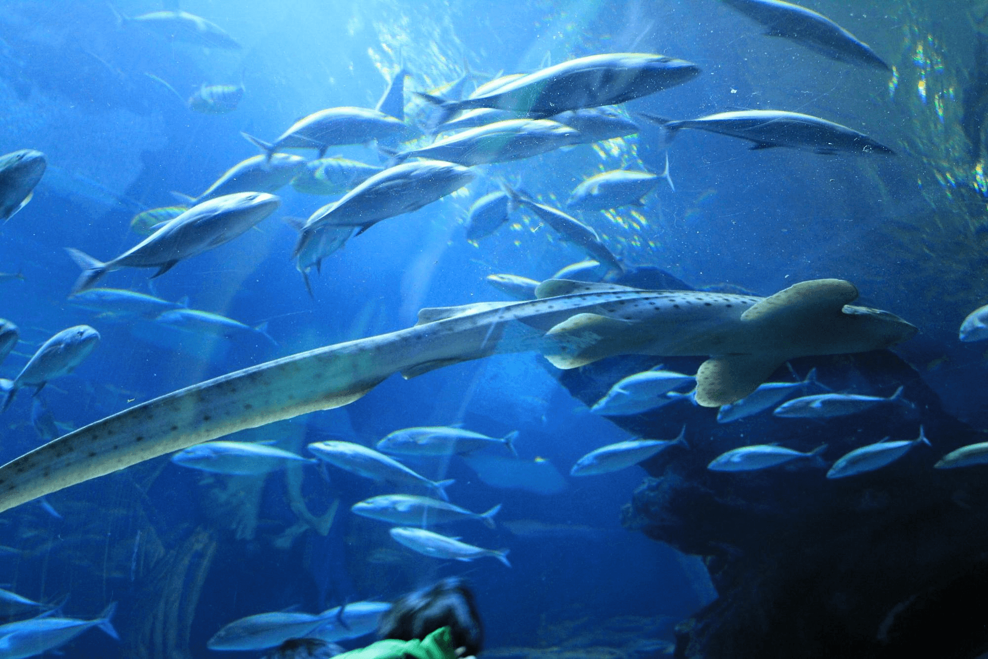 hanwha-aqua-planet-ilsan.png